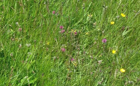 The long-term fertiliser treatments have resulted in the development of diverse and valuable plant communities in some of the plots.